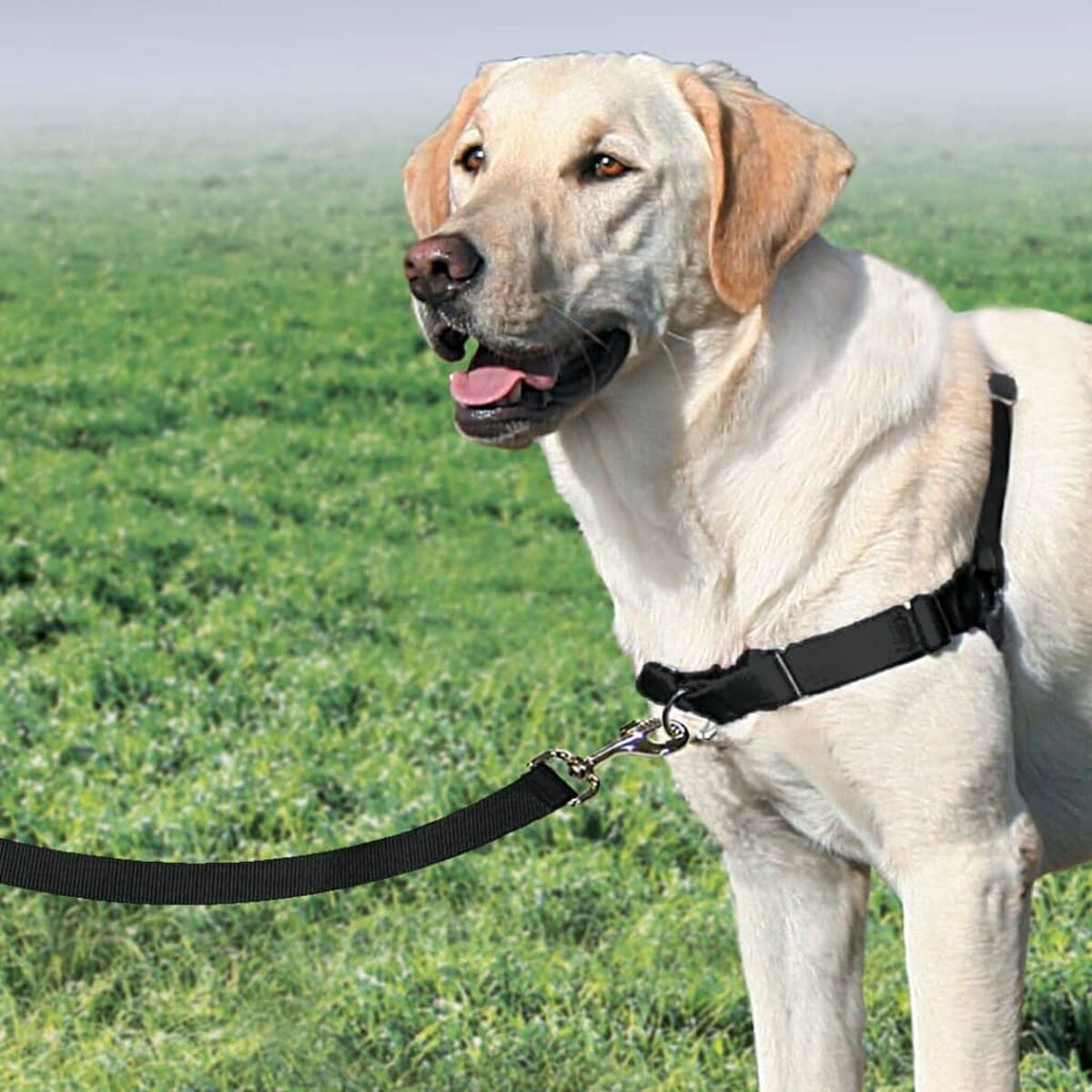 Ein hellbrauner Labrador-Hund mit schwarzem Geschirr steht auf grünem Gras.