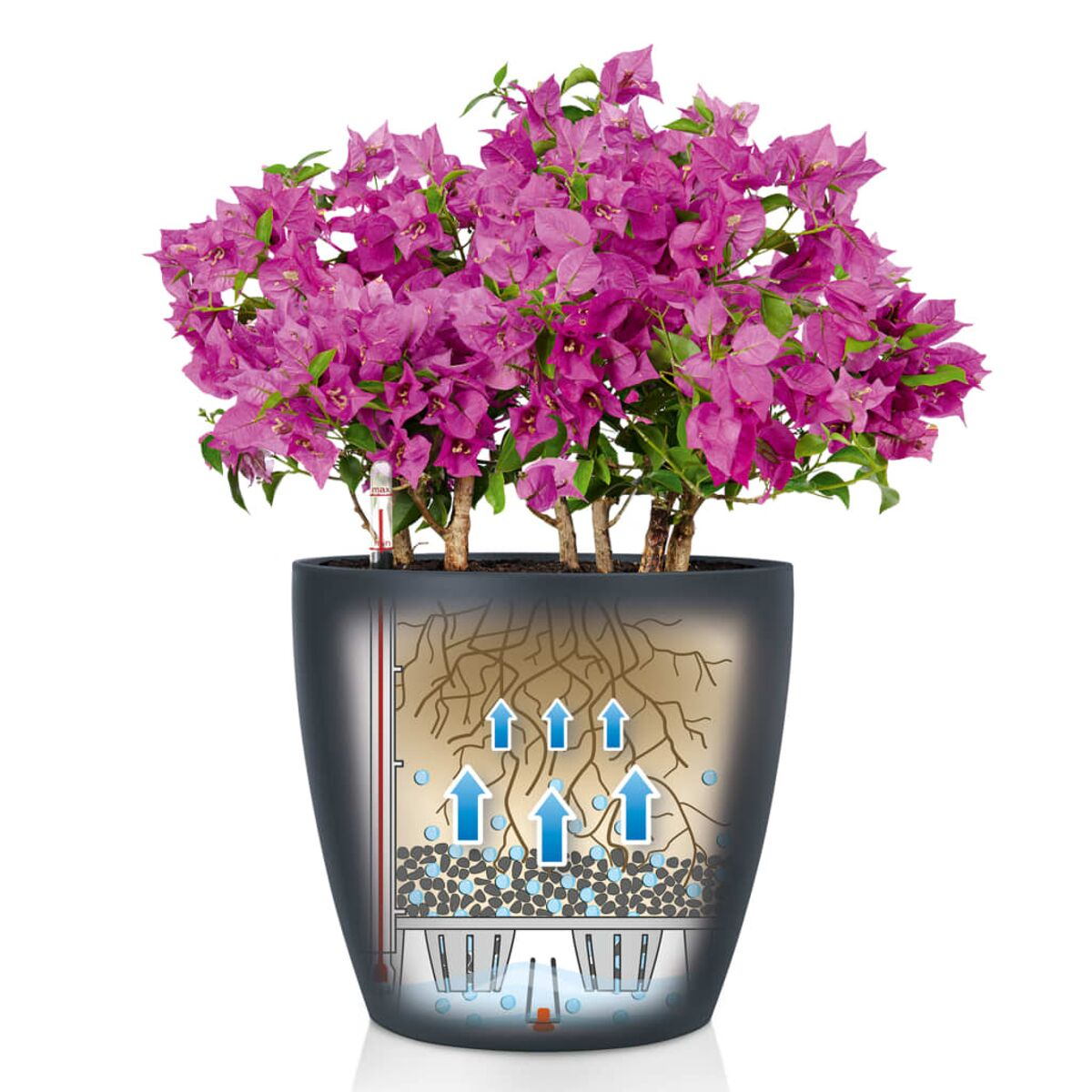 Plante dans un pot noir avec une vue en coupe montrant les racines et le système de flux d'eau.