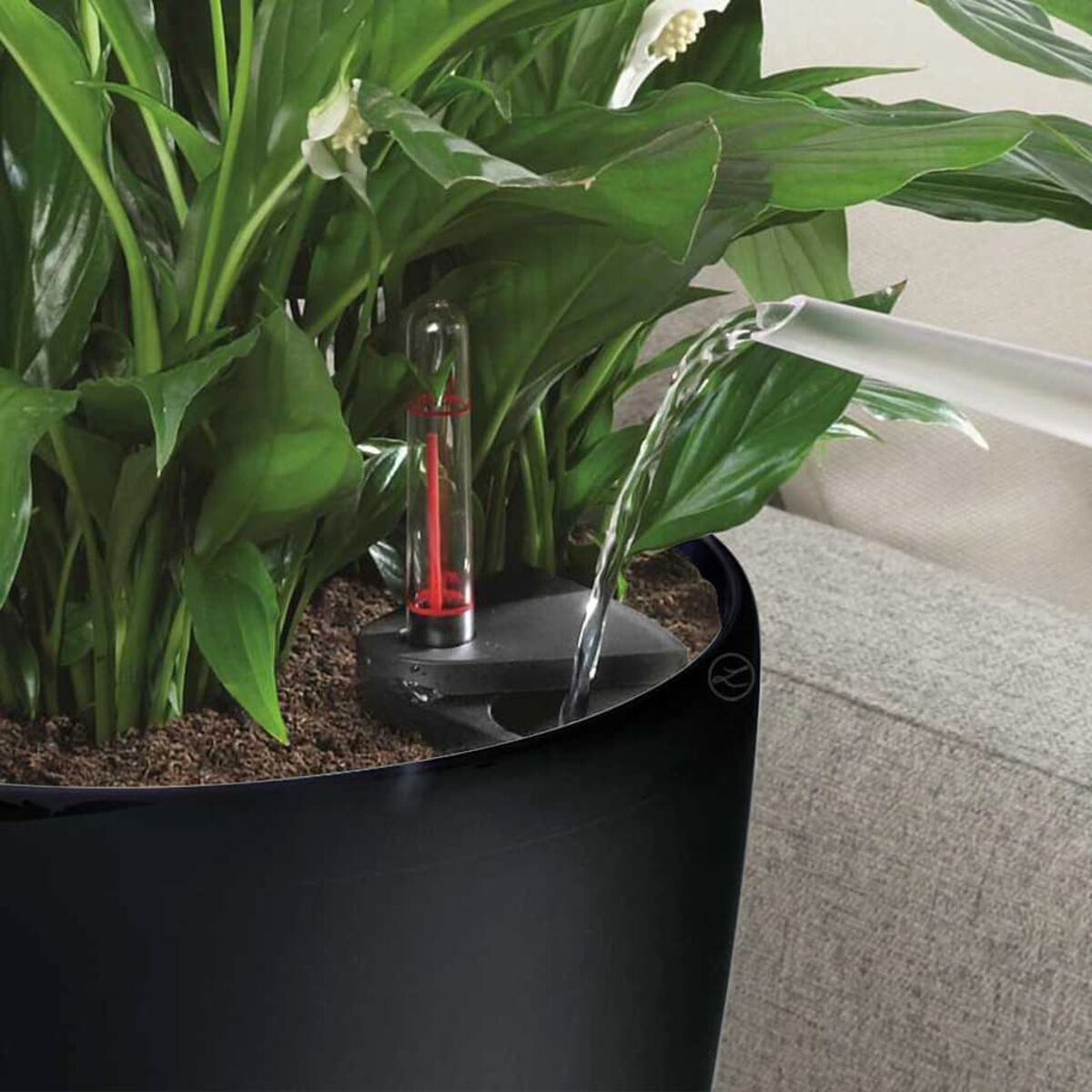 Plante dans un pot noir arrosée avec un arrosoir transparent. Une jauge à l'intérieur du pot.
