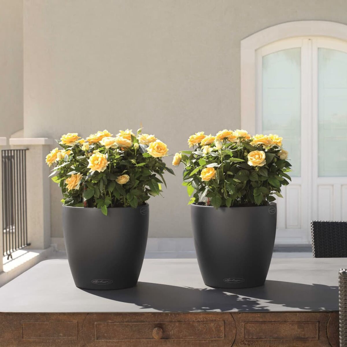 Deux grands pots noirs avec des rosiers jaunes sur une terrasse, avec un bâtiment en arrière-plan.