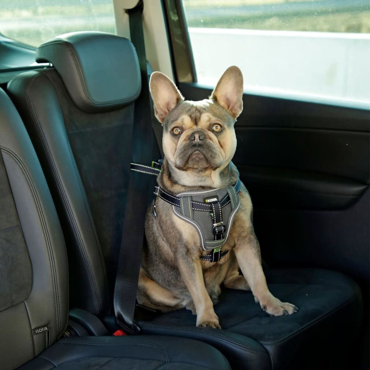 Eine französische Bulldogge sitzt in einem Auto mit Hundegeschirr und Sicherheitsgurt.