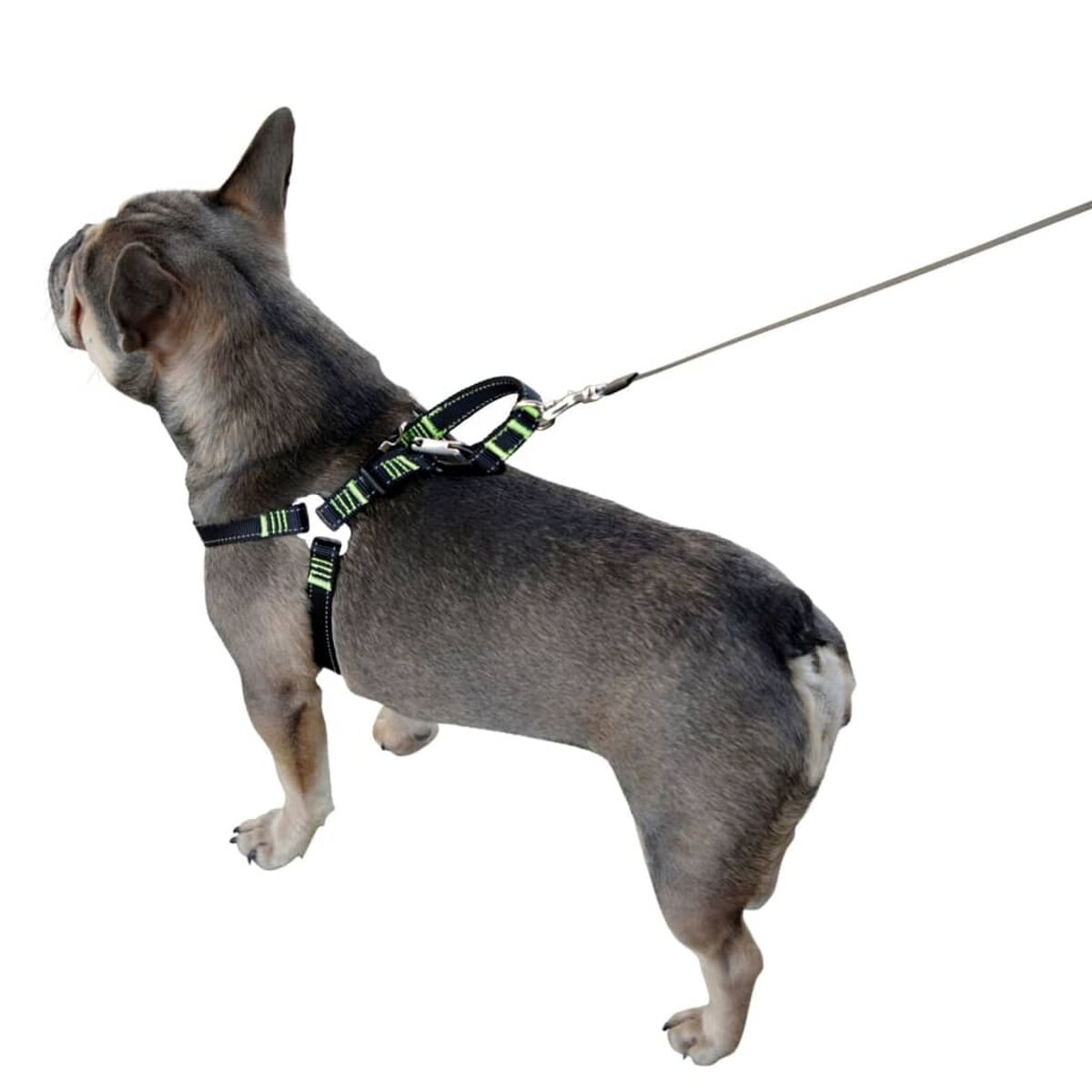 Grauer Hund mit schwarzem und grünem Geschirr, mit Leine.