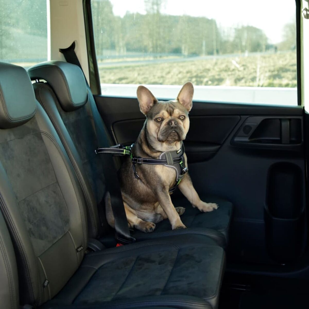 Hund im Auto. Eine französische Bulldogge mit Geschirr. Auf dem Sitz sitzend.