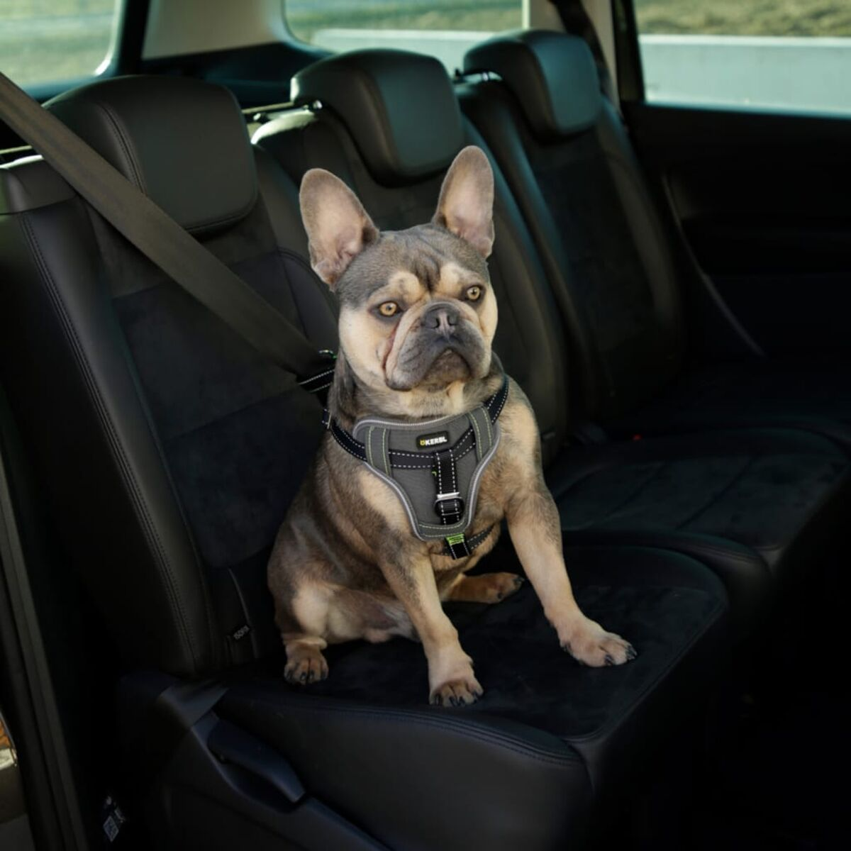 Eine Bulldogge sitzt mit Geschirr und Sicherheitsgurt gesichert im Auto.
