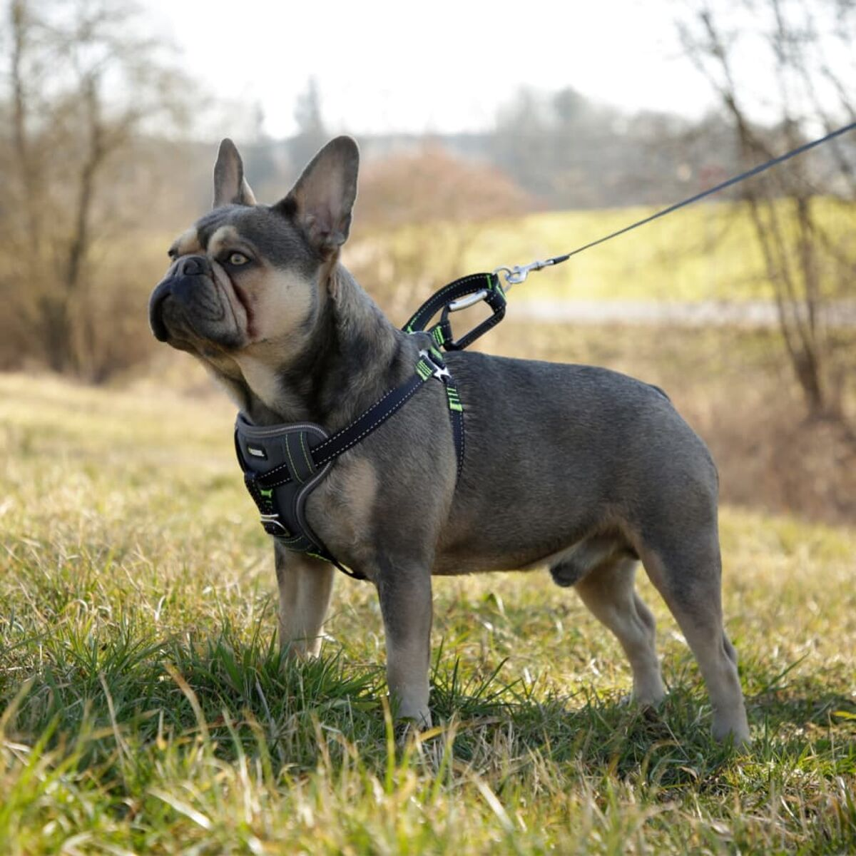 Französische Bulldogge mit Geschirr steht an einem sonnigen Tag auf einer Wiese.