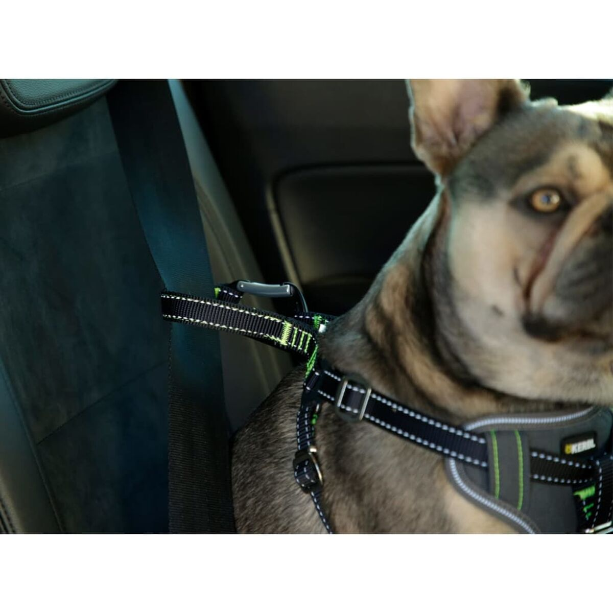 Hundegeschirr am Autositz befestigt. Schwarzes und grünes Geschirr, Hund sichtbar.