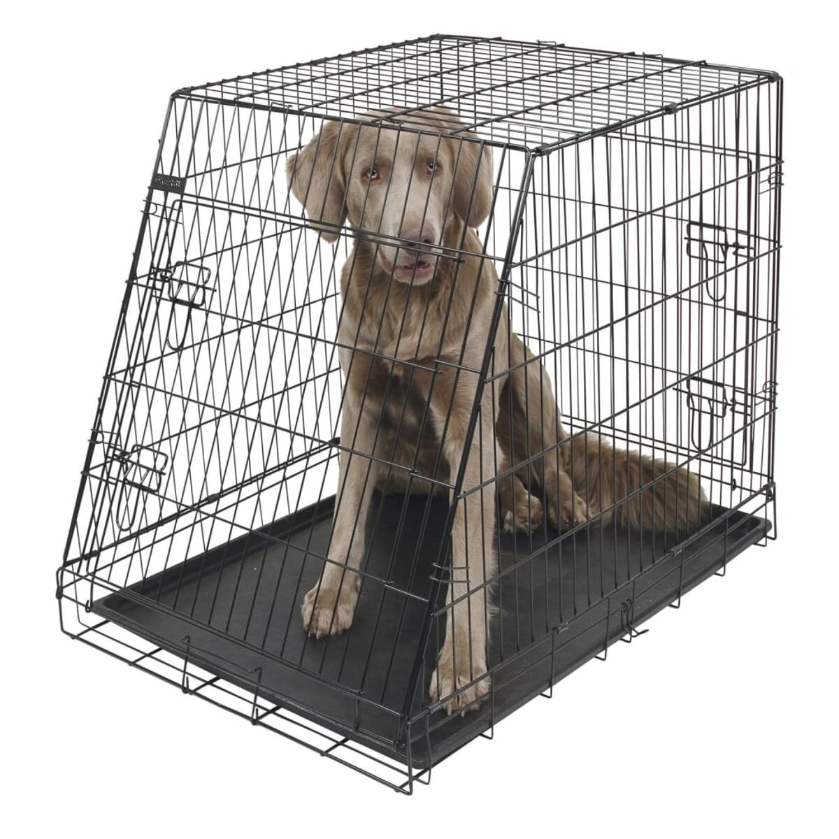 Hund sitzt in einem Drahtkäfig. Der Hund ist braun und hat einen langen Schwanz. Der Käfig hat eine schwarze Basis.
