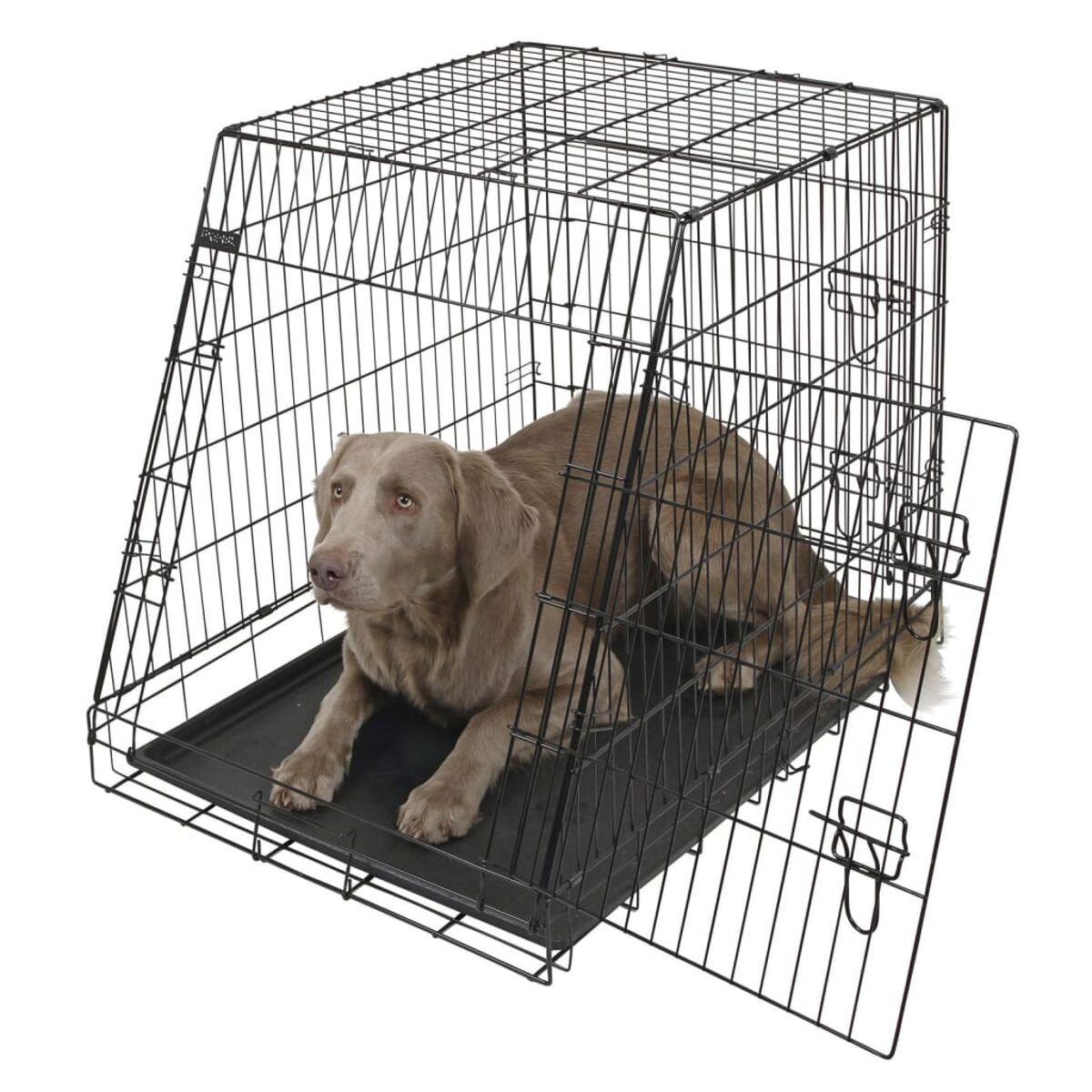 Ein brauner Hund in einem schwarzen Drahtkäfig mit offener Tür, vor weißem Hintergrund.