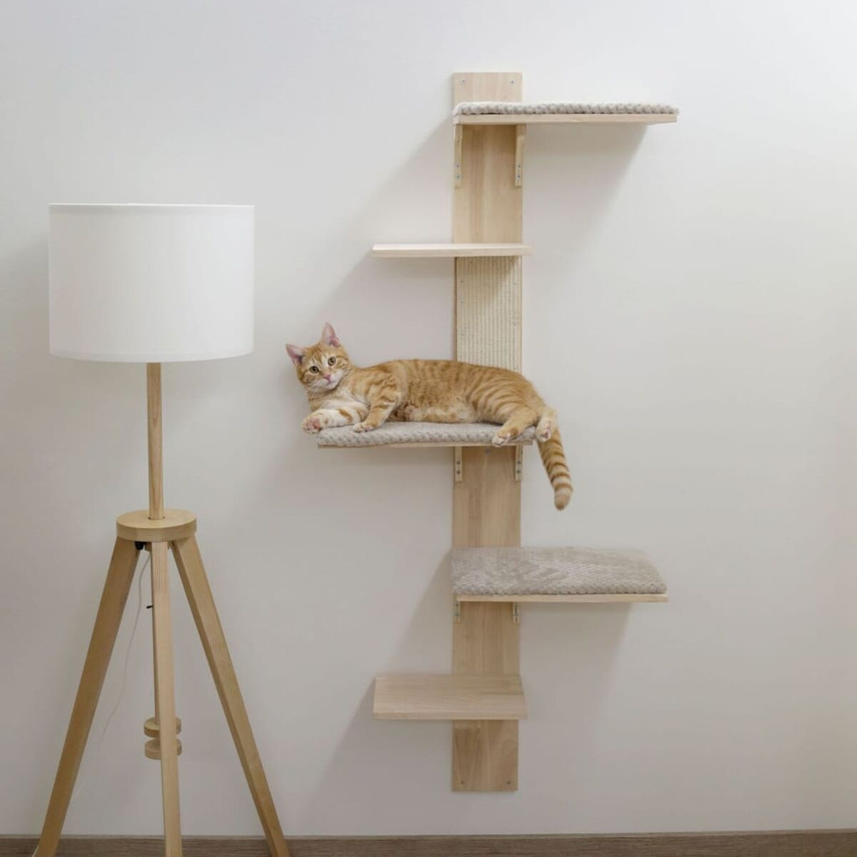 Orangefarbene Tabby-Katze auf einem Katzenbaum. Lampe links.