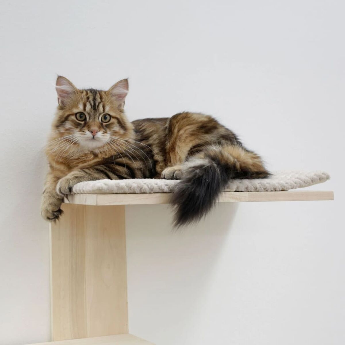 Eine braune Tabby-Katze liegt auf einem hölzernen Katzenregal und schaut in die Kamera. Weiße Wand.