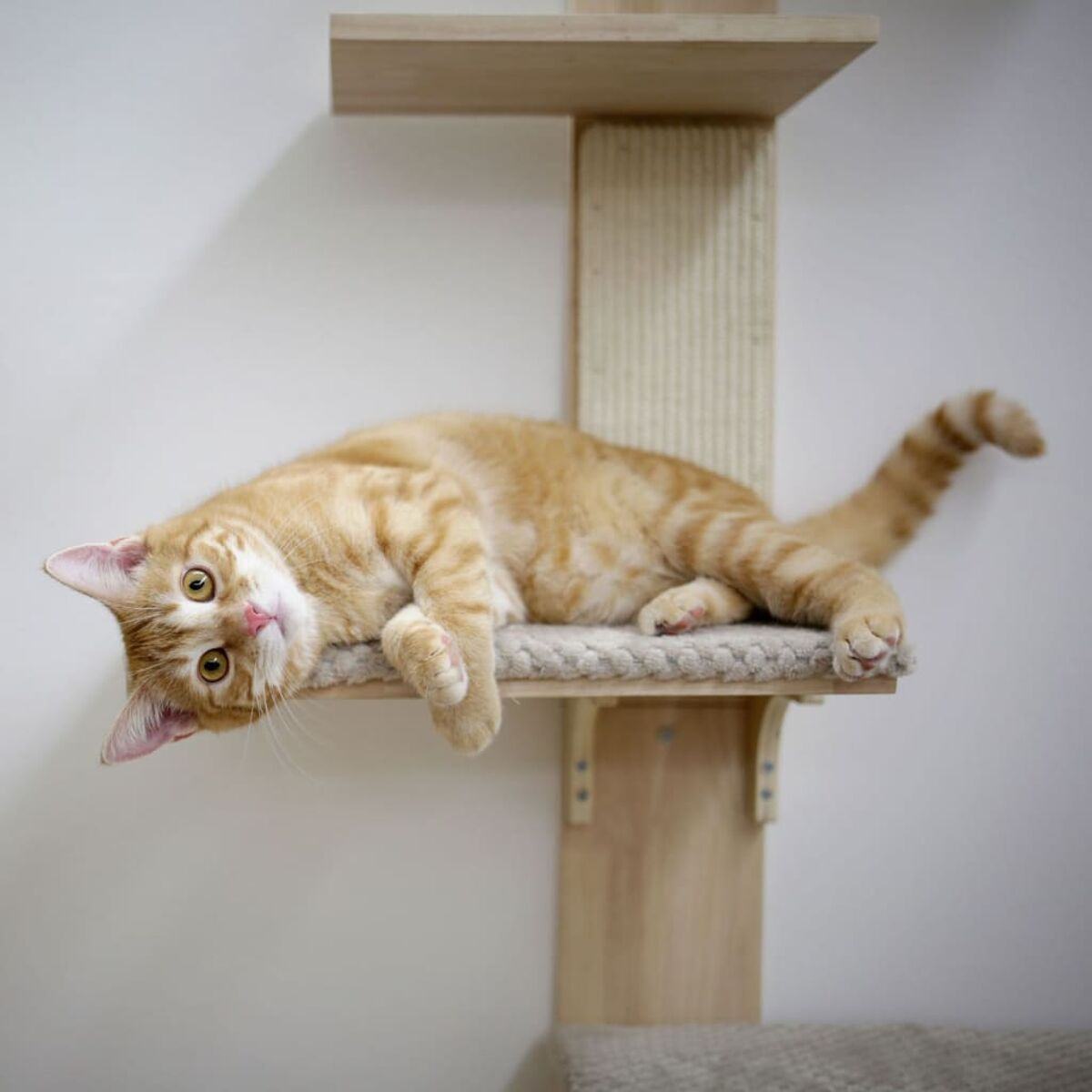 Orange Katze ruht auf einem hellbraunen Katzenbaumregal. Katze schaut in die Kamera.
