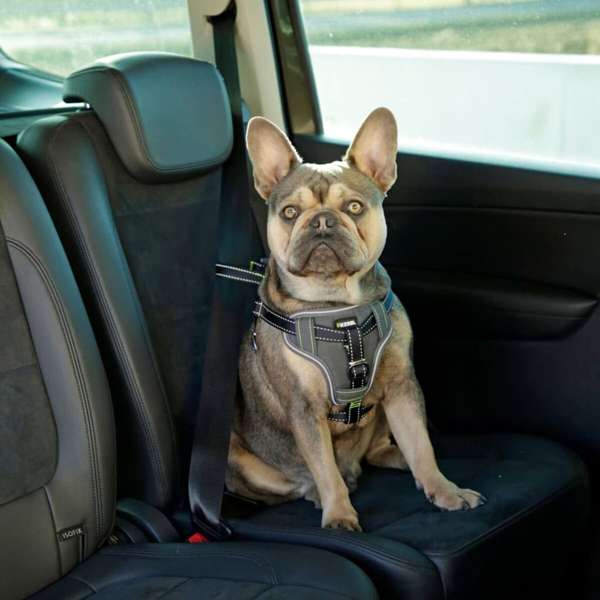 Französische Bulldogge im Auto, mit Geschirr. Schwarze Sitze, Fensterlicht. Konzentrierter Blick.