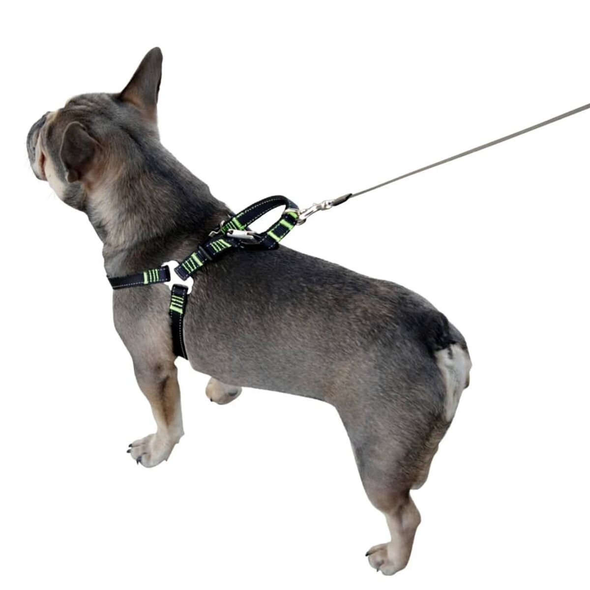 Ein Hund mit schwarzem Geschirr mit grünen Linien und einer Leine. Weißer Hintergrund.