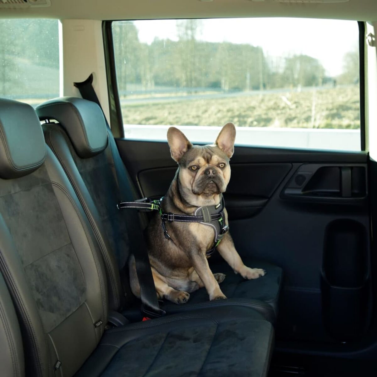 Eine französische Bulldogge sitzt im Autositz und blickt nach vorne. Draußen ist eine verschwommene Landschaft.