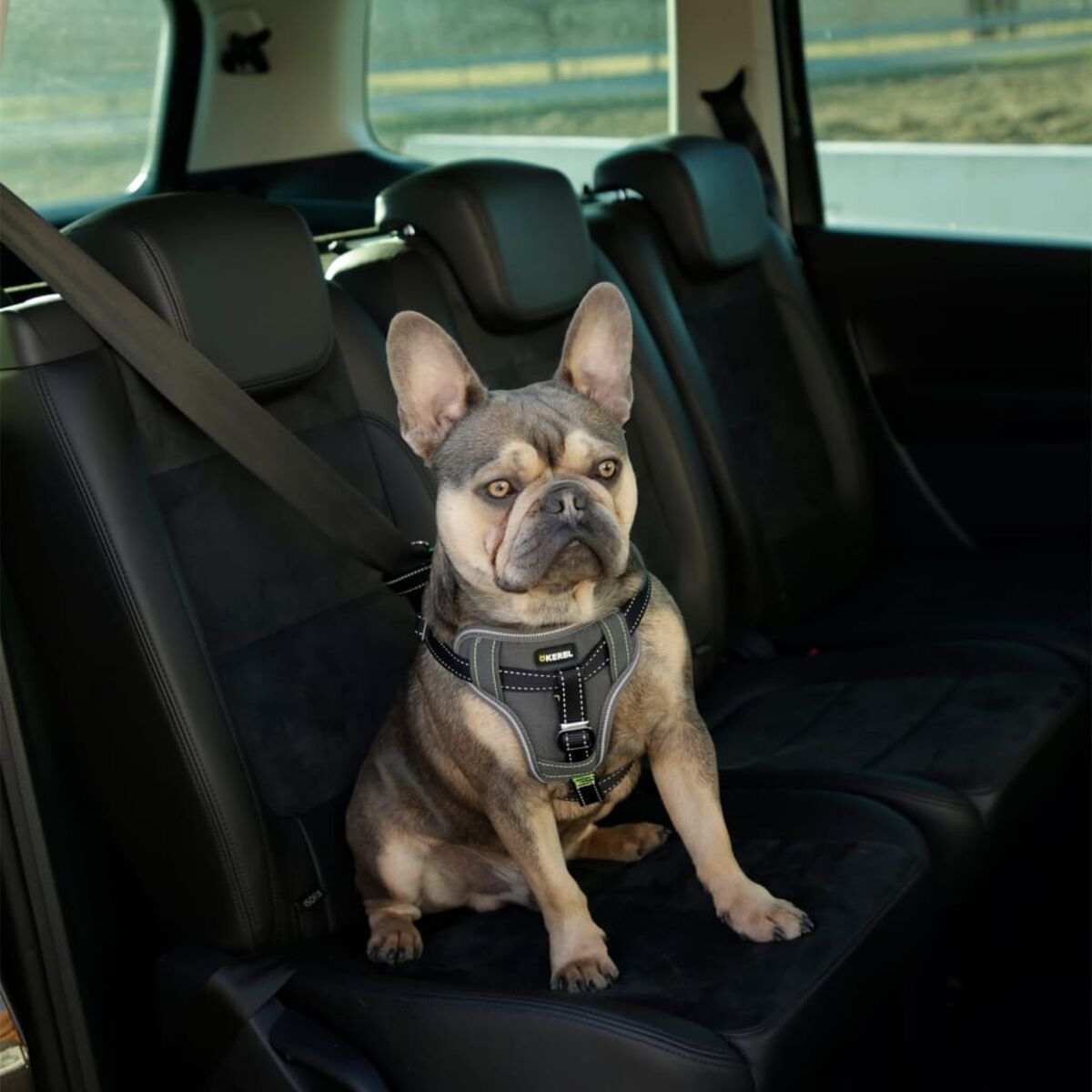 Französische Bulldogge im Autositz, mit Geschirr.