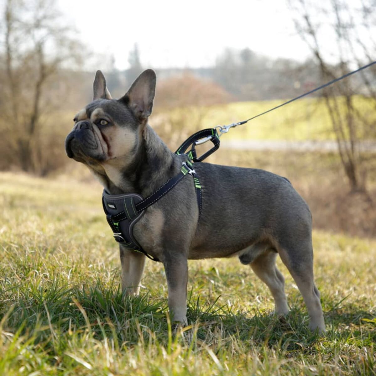 Blaugraue französische Bulldogge mit Geschirr und Leine im Gras. Bäume im unscharfen Hintergrund.