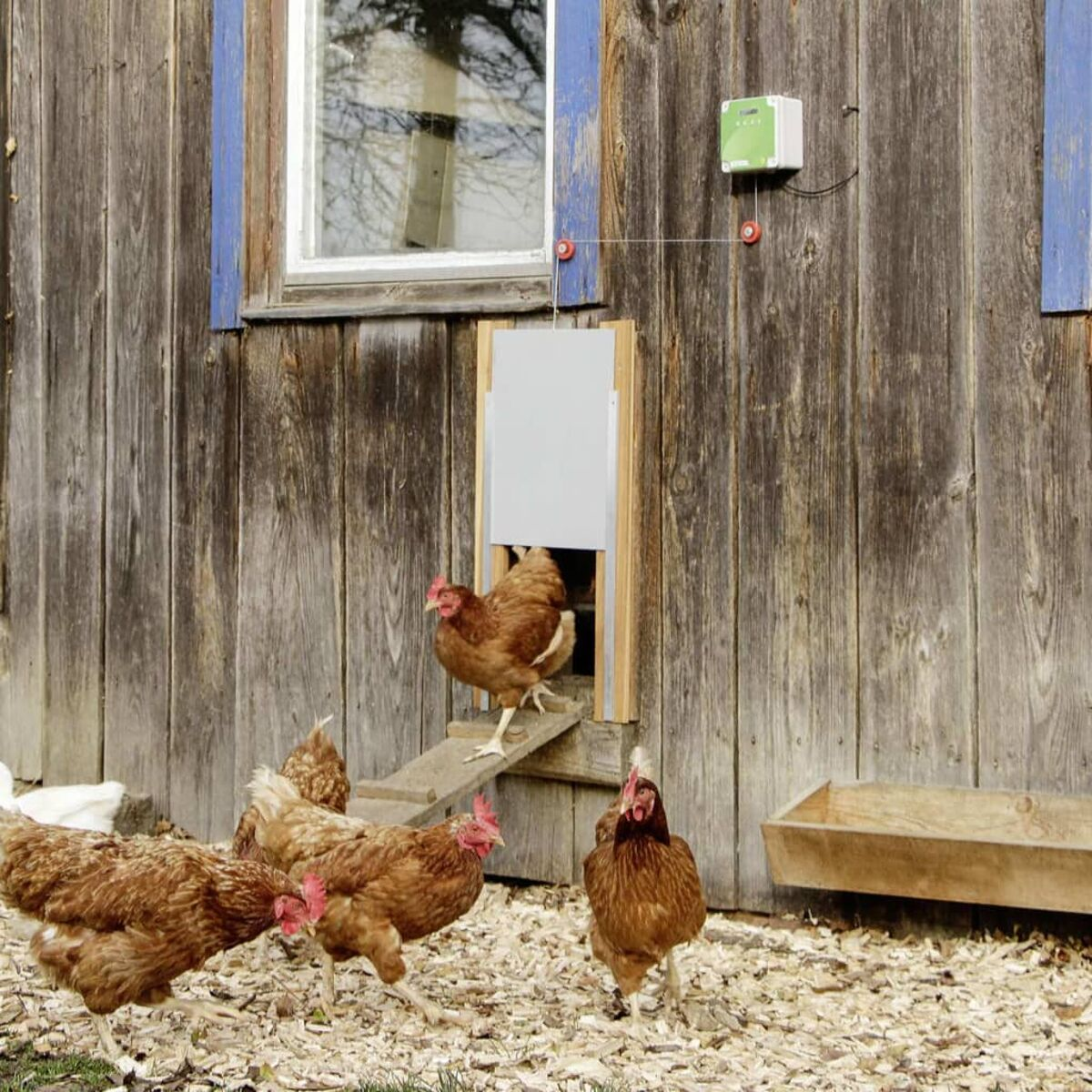 Gallinas cerca de un gallinero de madera. Una gallina baja por una rampa.