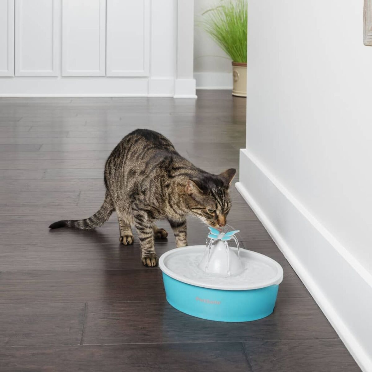 Un gatto beve acqua da una fontana blu. La scena è su un pavimento in legno.