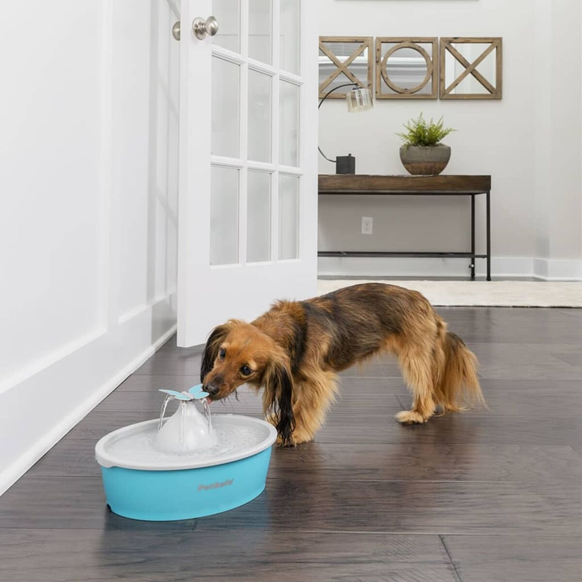 Cane che beve da una fontanella blu per animali domestici.