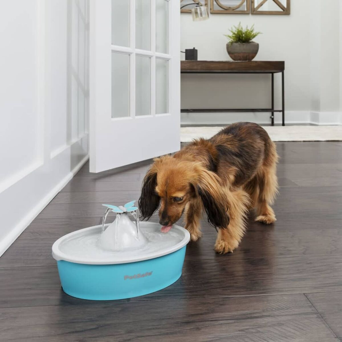Cane che beve da una fontana per animali blu e bianca, su un pavimento in legno.