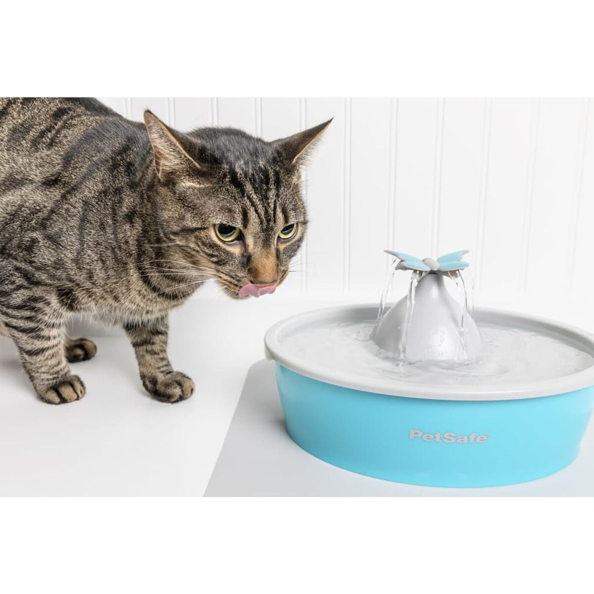 Gatto che beve da una fontana blu per animali domestici con una fontana a forma di farfalla.