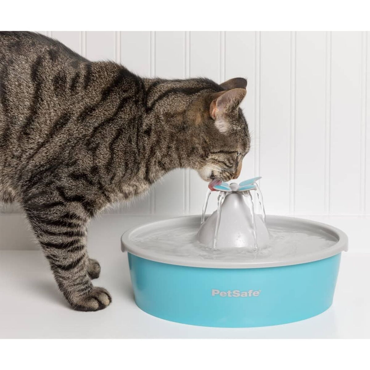 Gatto tabby che beve da una fontana PetSafe con base blu.