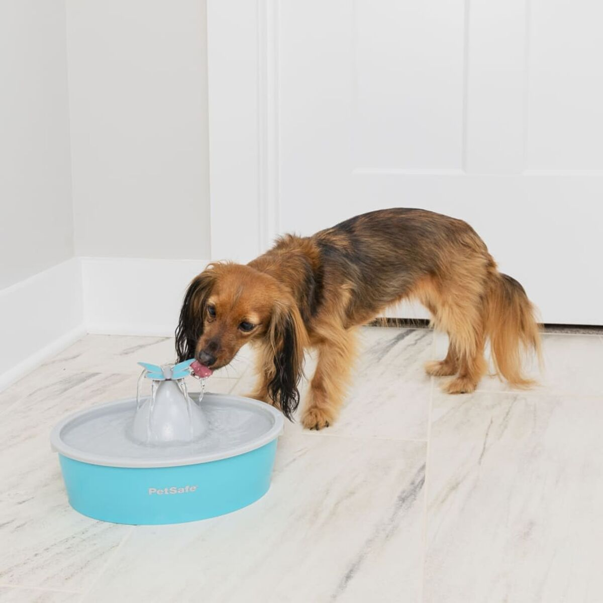 Un cagnolino beve da una fontana d'acqua blu PetSafe.