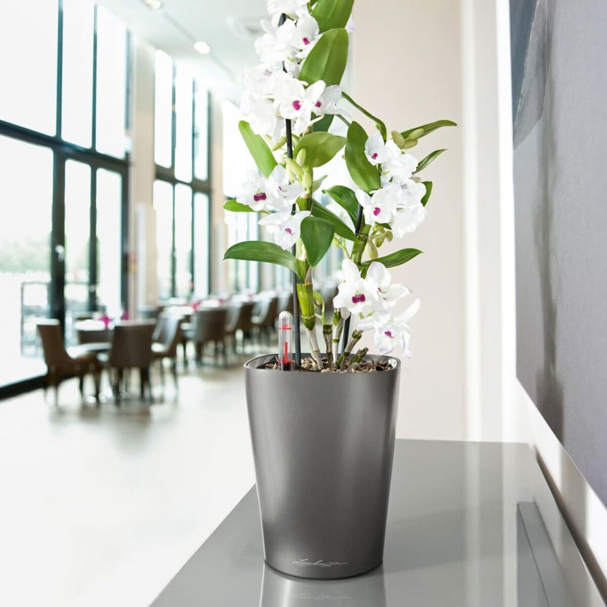 Ein hoher grauer Topf mit weißen Orchideen, auf einer Oberfläche mit Restaurant im Hintergrund.