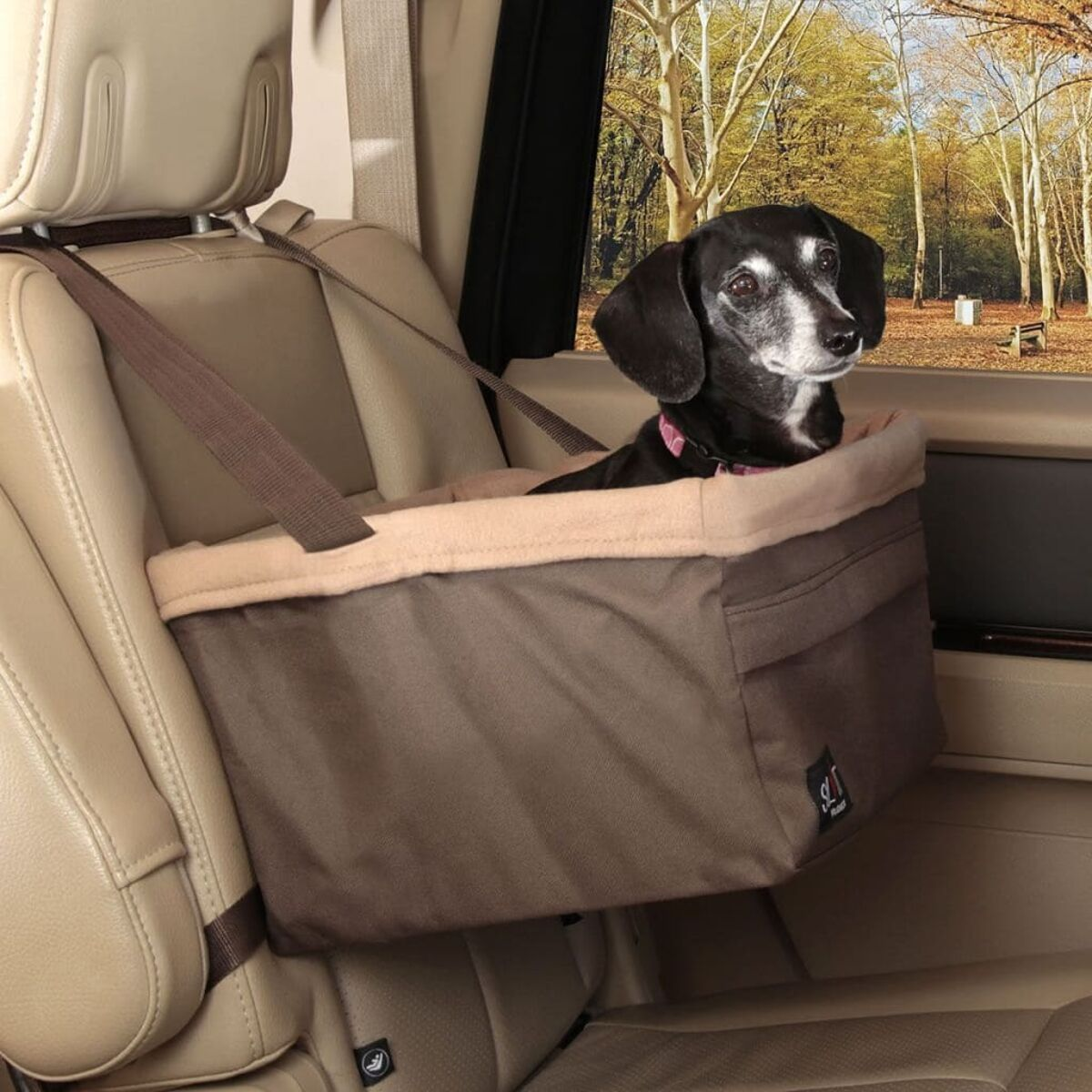 Kleiner Hund im Autositz. Der Hund ist schwarz und braun und schaut aus dem Fenster. Der Innenraum ist beige.