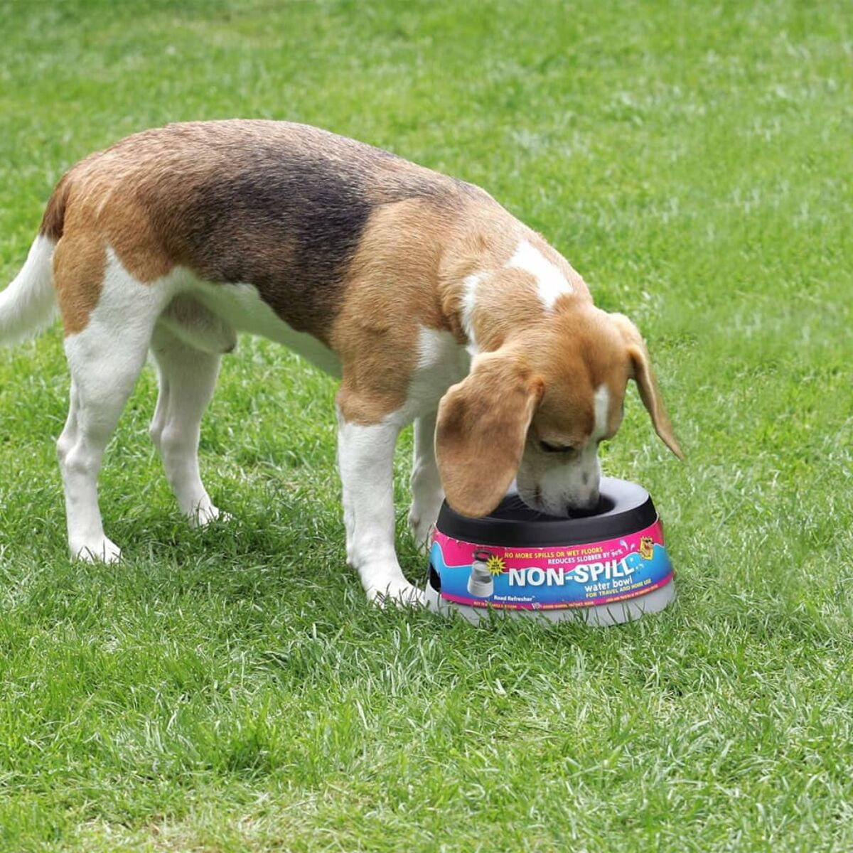 Un cane beagle che beve da una ciotola d'acqua antigoccia sull'erba verde.