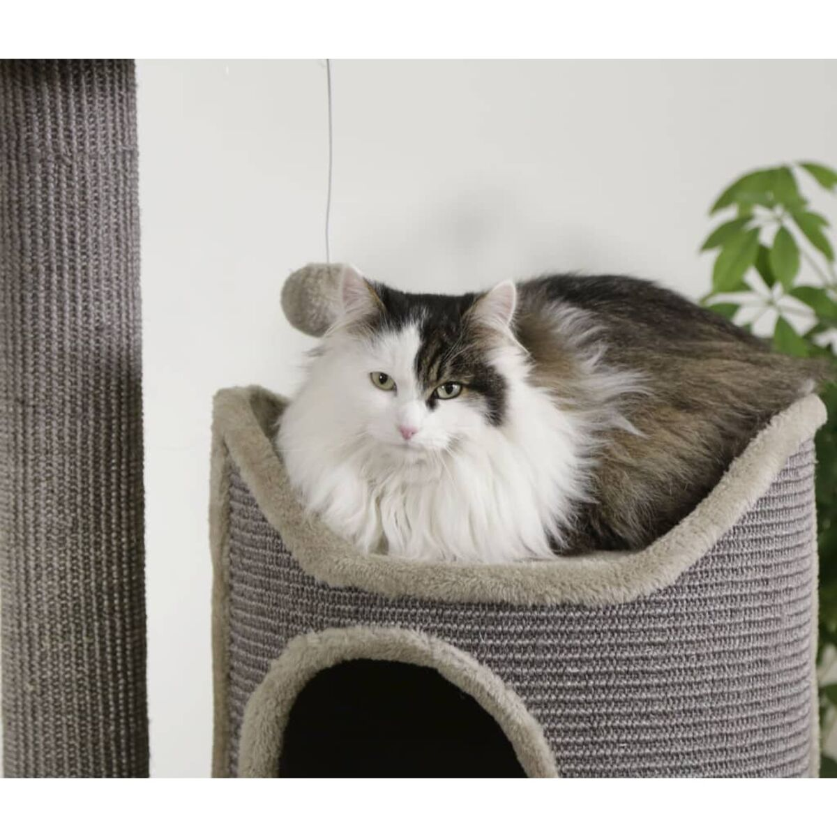 Eine flauschige Katze in einem Kratzbaum, die sich ausruht.