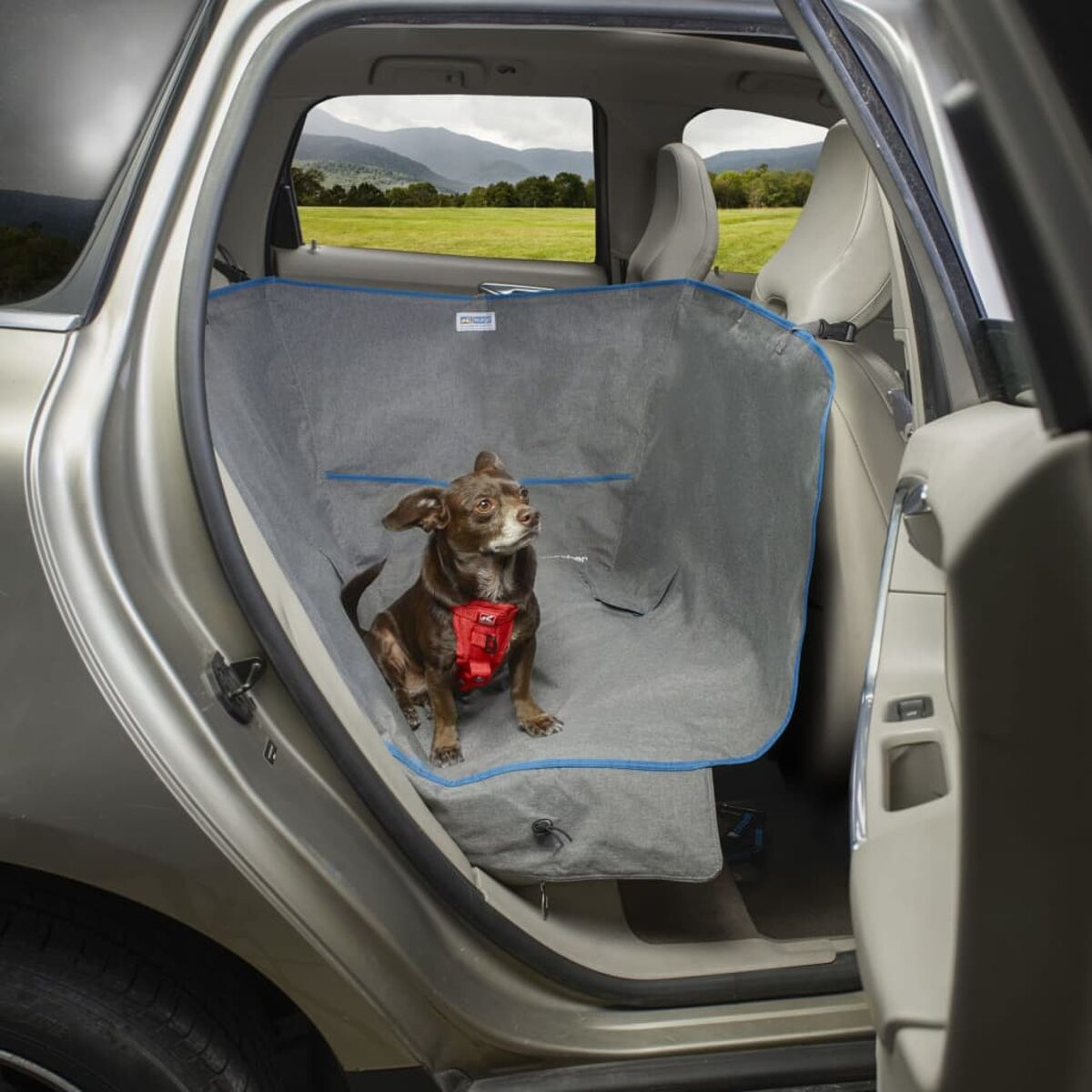 Ein kleiner brauner Hund in einem Auto, durch eine Sicherheitsbarriere gesichert, in einem silbernen Innenraum.