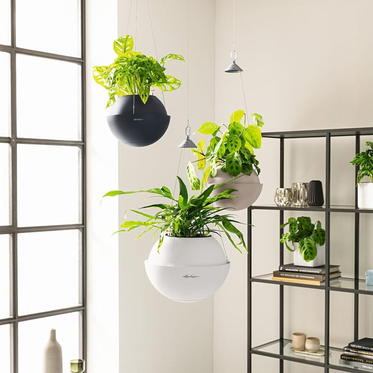 Plantes suspendues d'intérieur dans des pots sphériques. Trois plantes, chacune dans un pot de couleur différente, sont présentées.