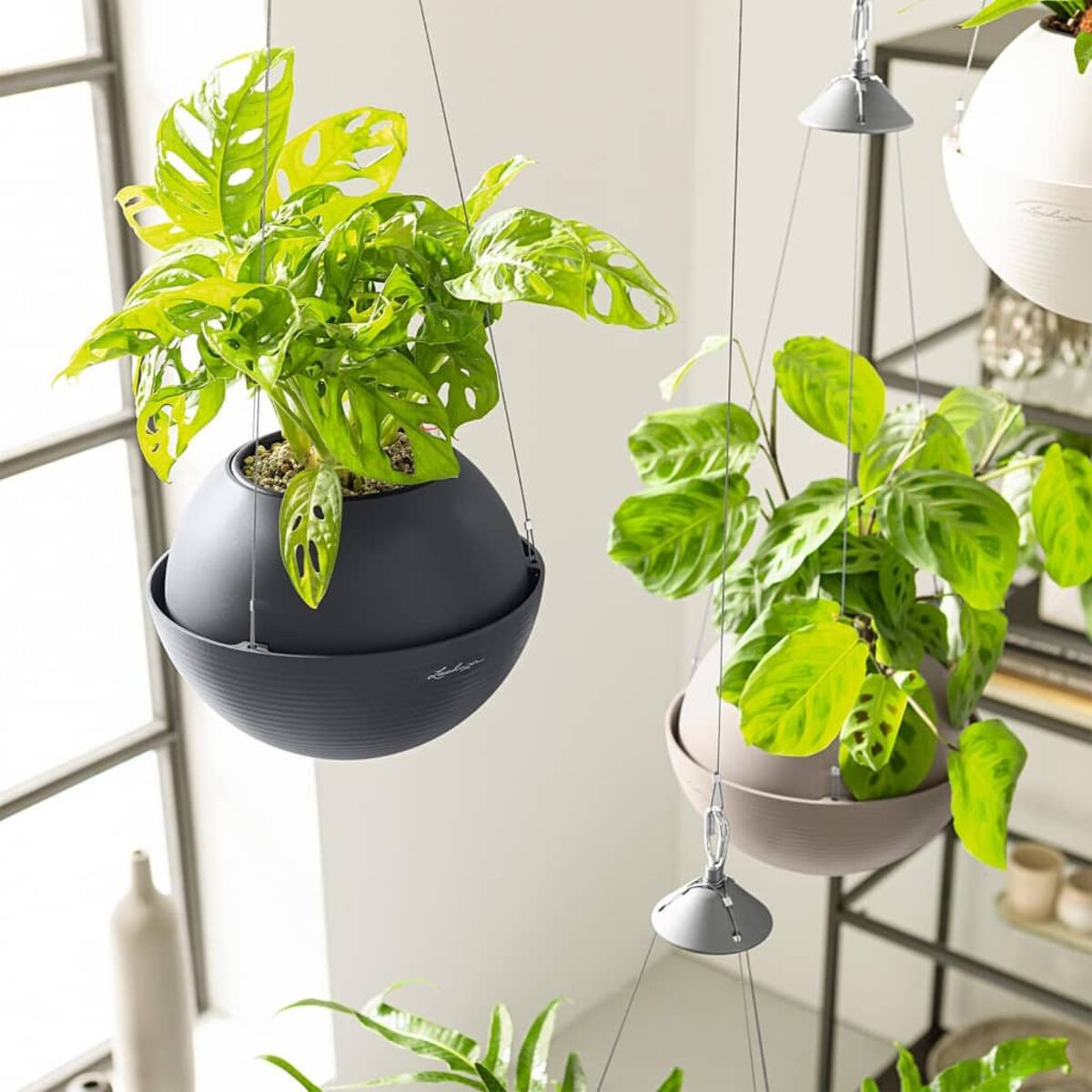 Plantes suspendues dans une pièce. Deux pots avec des plantes à feuilles sont visibles.