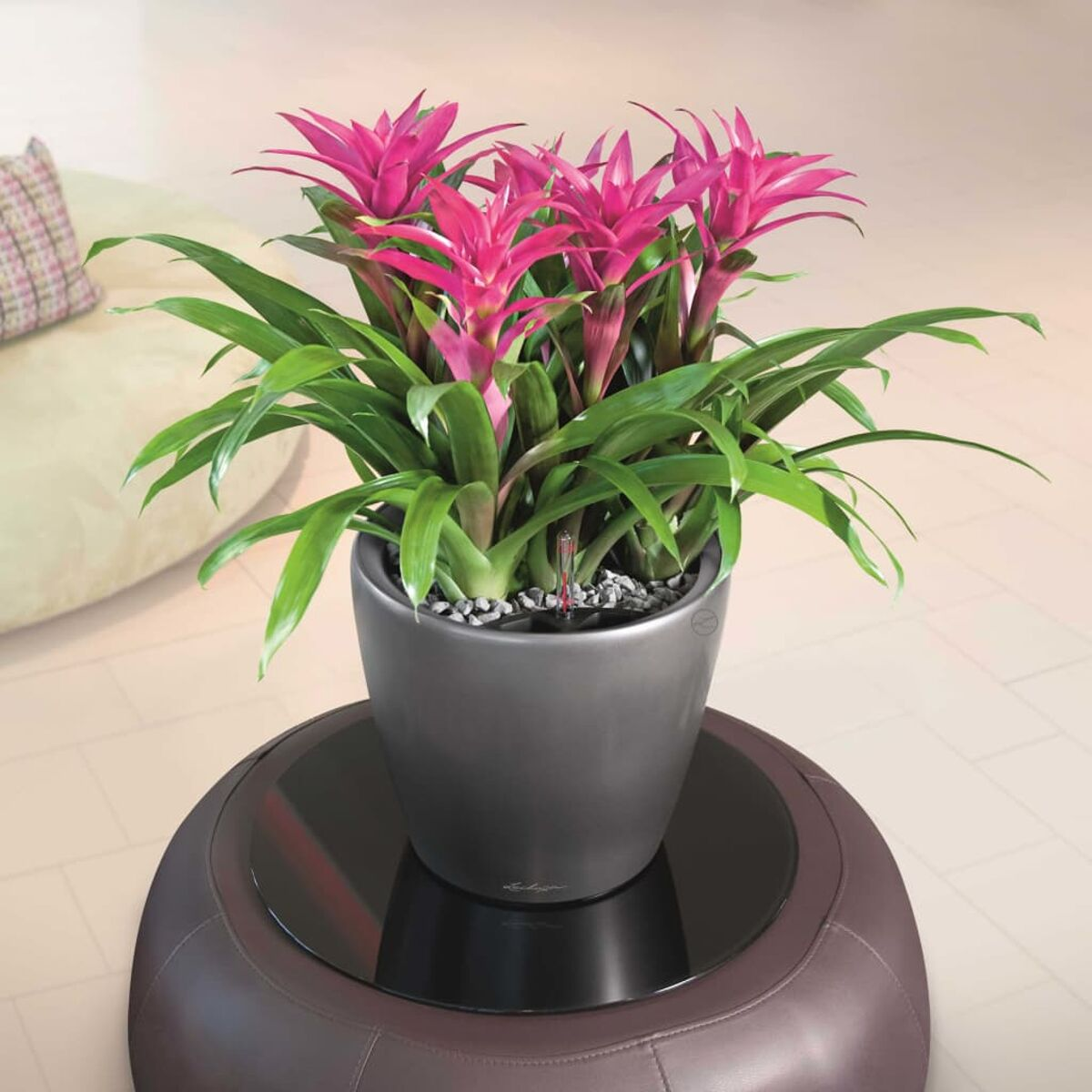 Une plante dans un pot gris foncé. La plante a des fleurs roses et des feuilles vertes.