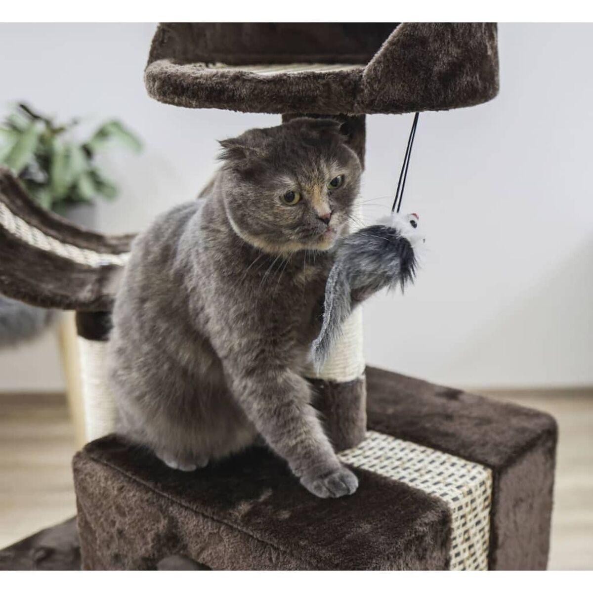 Katze auf Kratzbaum spielt mit Spielzeugmaus, braun und weiß, Innenaufnahme.