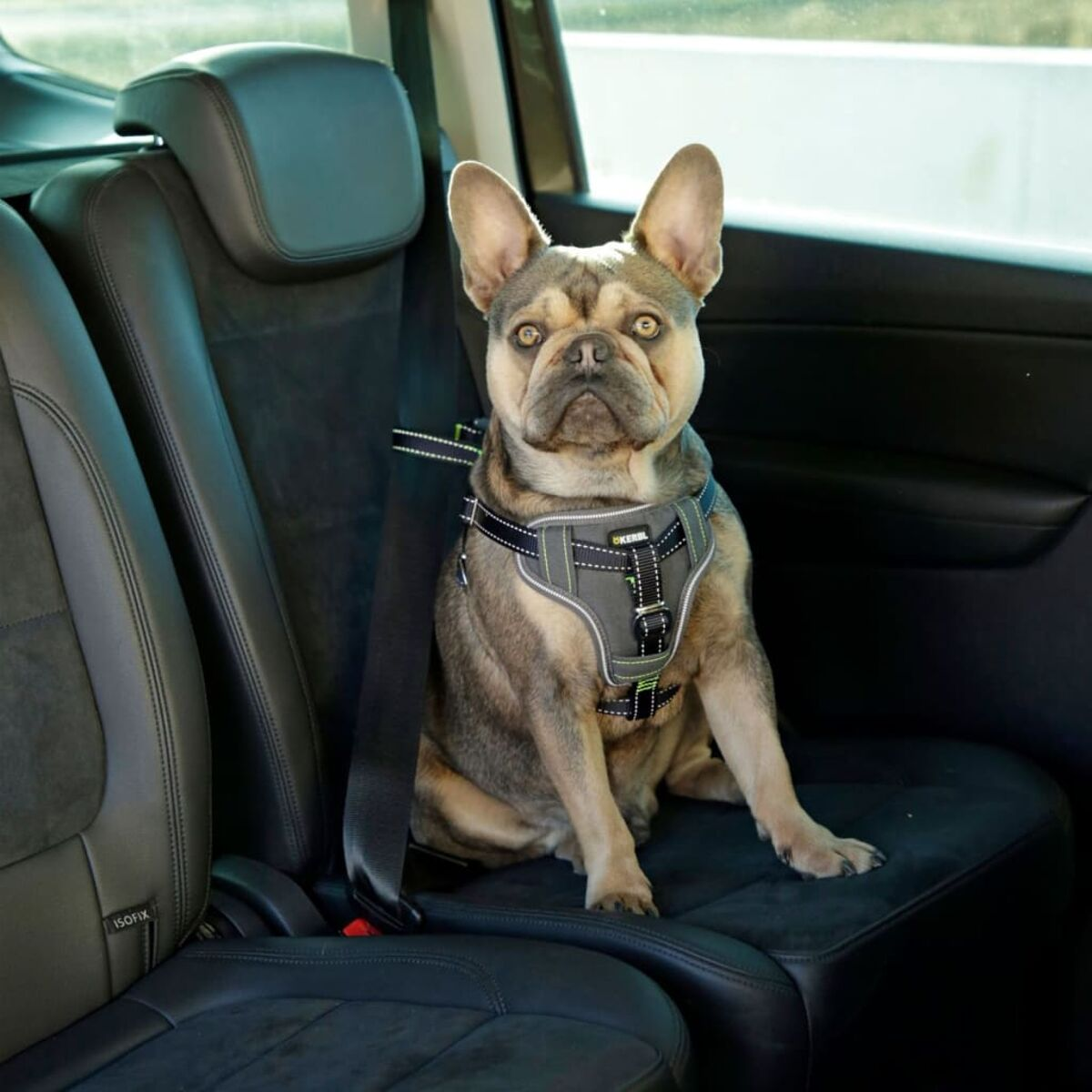 Französische Bulldogge in einem Autositz, mit einem Geschirr, das durch einen Sicherheitsgurt gesichert ist.