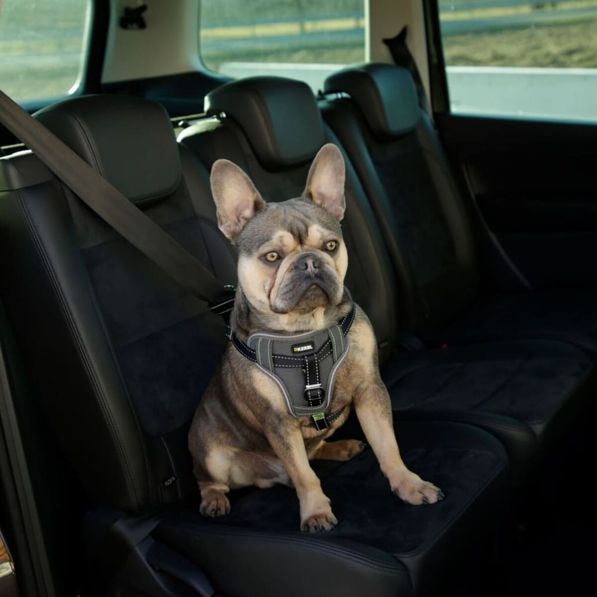 Ein Hund mit Geschirr sitzt auf dem Rücksitz eines Autos.