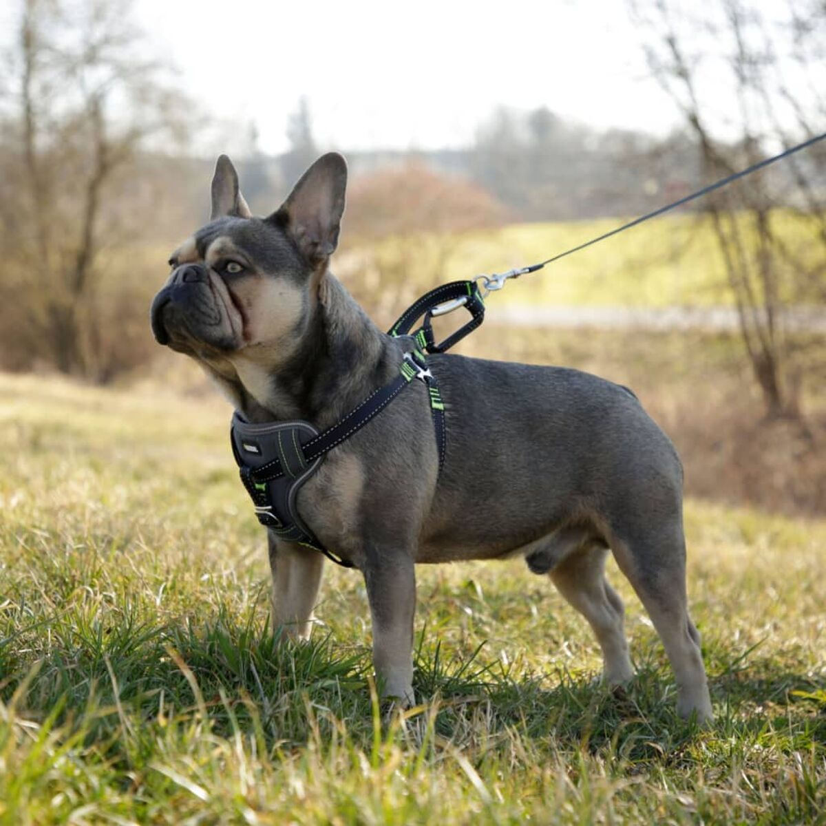 Eine französische Bulldogge auf einer Wiese, mit Geschirr und Leine. Der Hund schaut nach links.