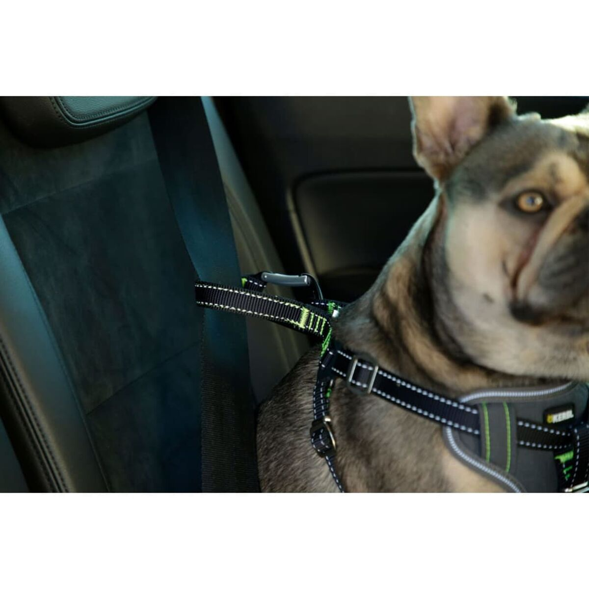 Ein Hund im Auto mit einem am Sitz befestigten Geschirr. Es ist eine Nahaufnahme.