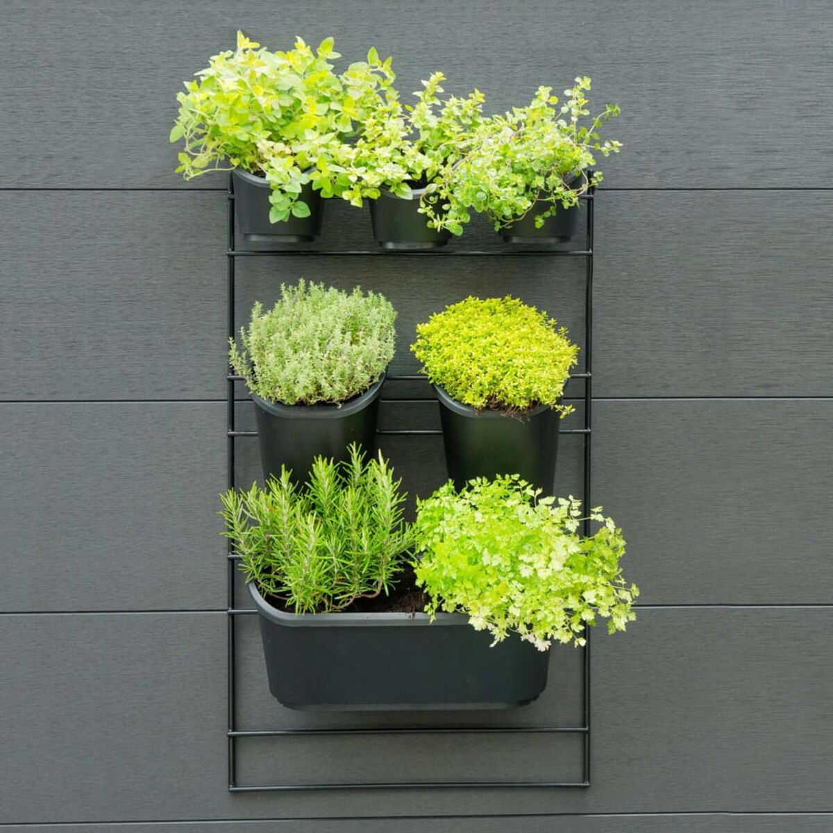 Giardino verticale con varie piante verdi in vasi neri su un muro grigio.