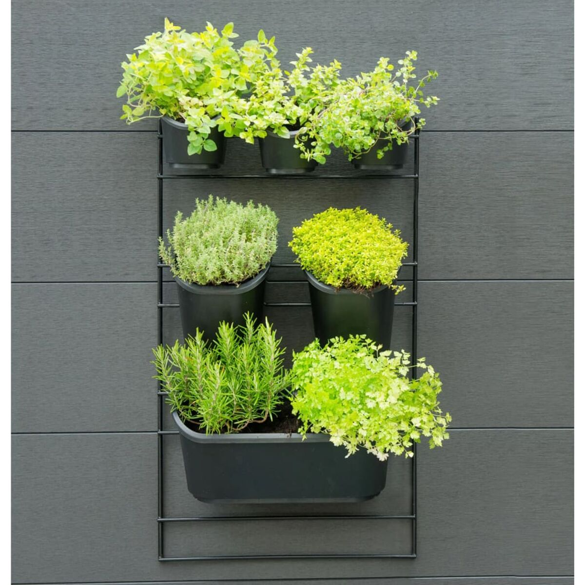 Un giardino verticale con sei vasi neri contenenti erbe aromatiche. Disposto contro un muro grigio.