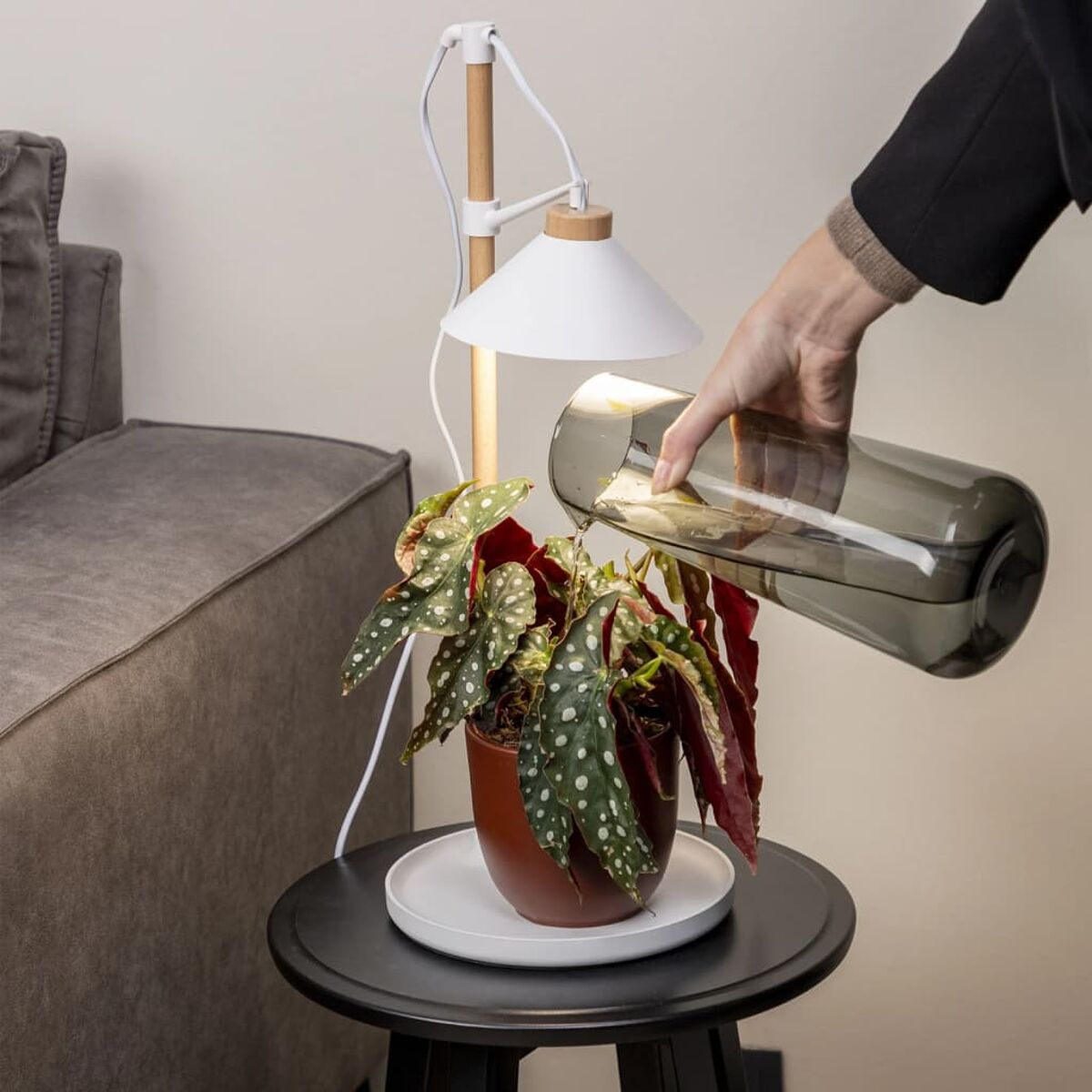 Eine Person gießt Wasser aus einer grauen Kanne auf eine Topfpflanze auf einem kleinen schwarzen Tisch. Eine weiße Lampe ist darüber.