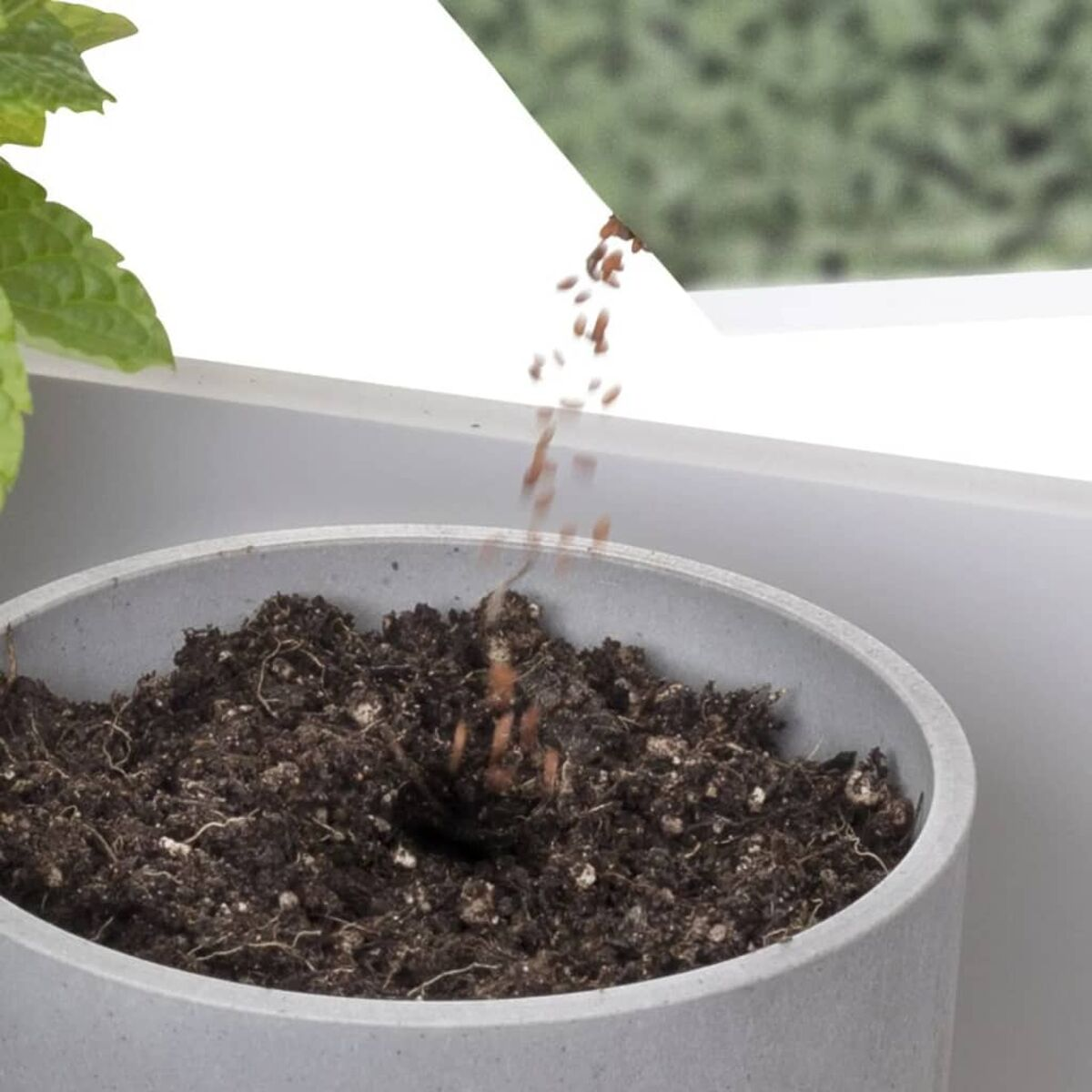 Samen werden in einen grauen Topf mit Erde gegossen. Im Hintergrund sind ein Fenster und Grün.