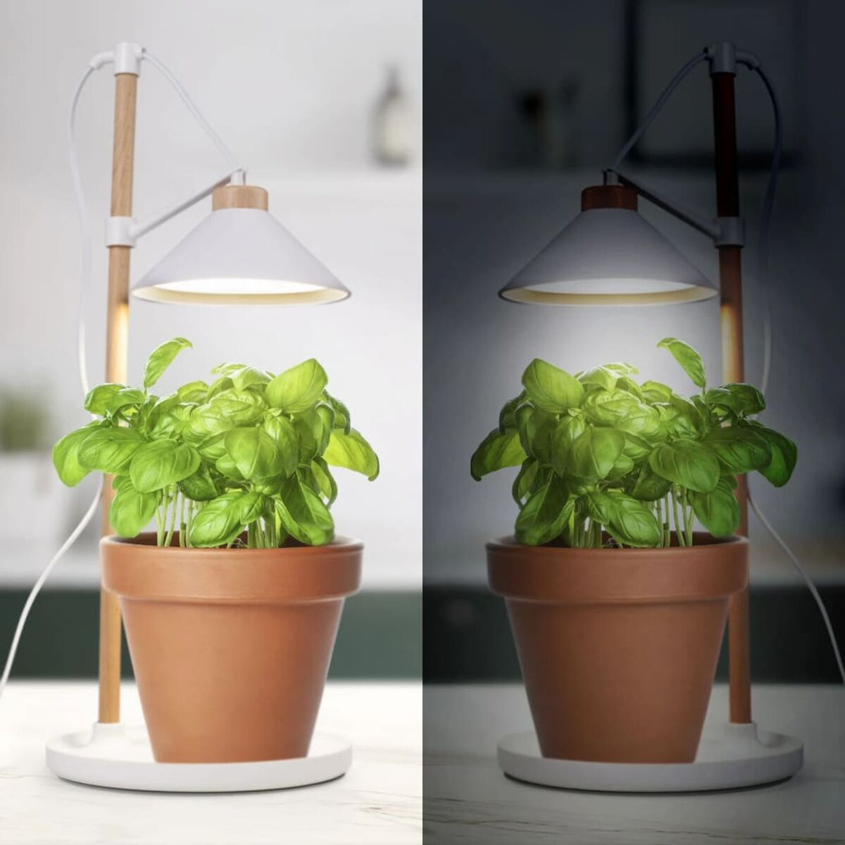 Eine Pflanze in einem Terrakottatopf unter einer weißen Lampe, Tages- und Nachtansicht.