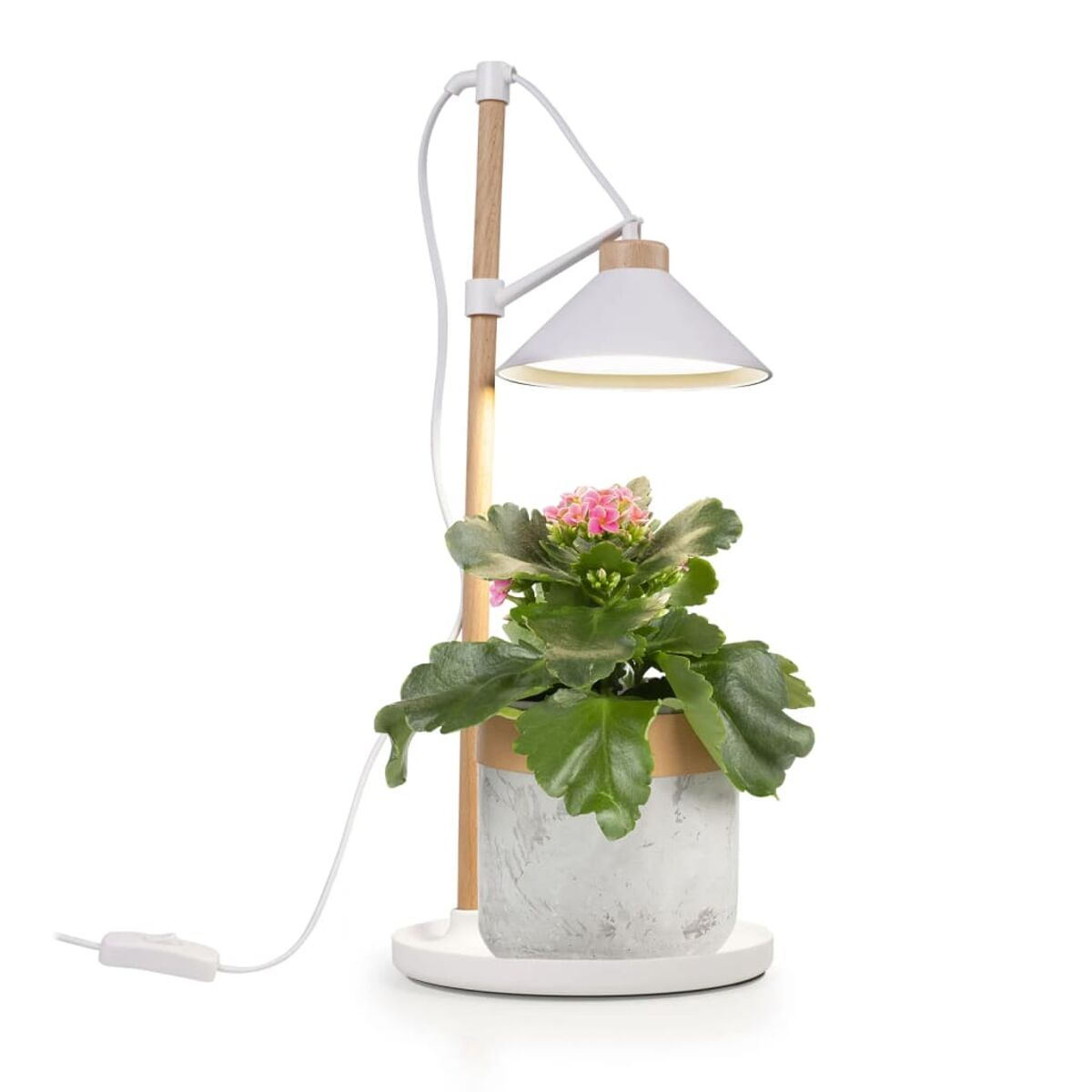 Eine Pflanze mit rosa Blüten unter einer weißen Lampe auf weißer Oberfläche.