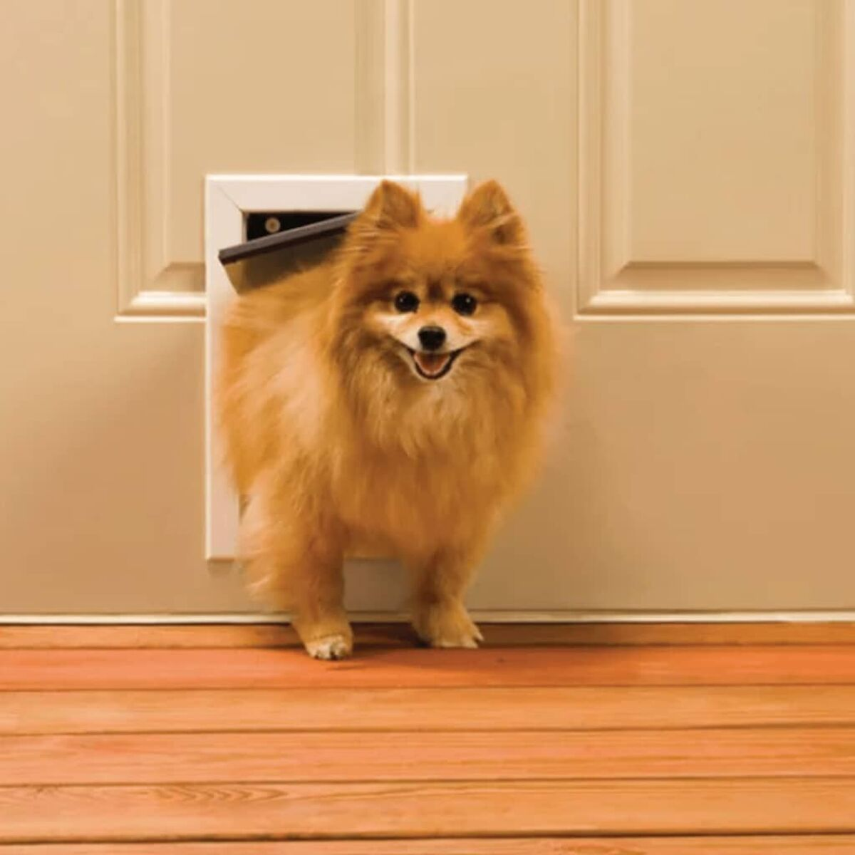 Pomeranian-Hund in Haustiertür, lächelnd. Braunes Fell, Holzboden, weißer Türrahmen.
