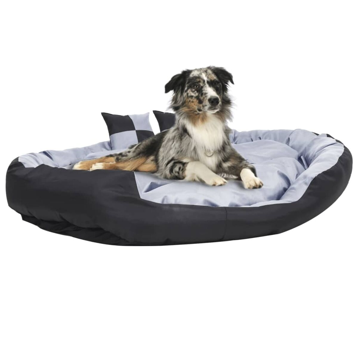 Hund in einem Bett mit schwarzen und blauen Seiten, liegt und schaut in die Kamera.