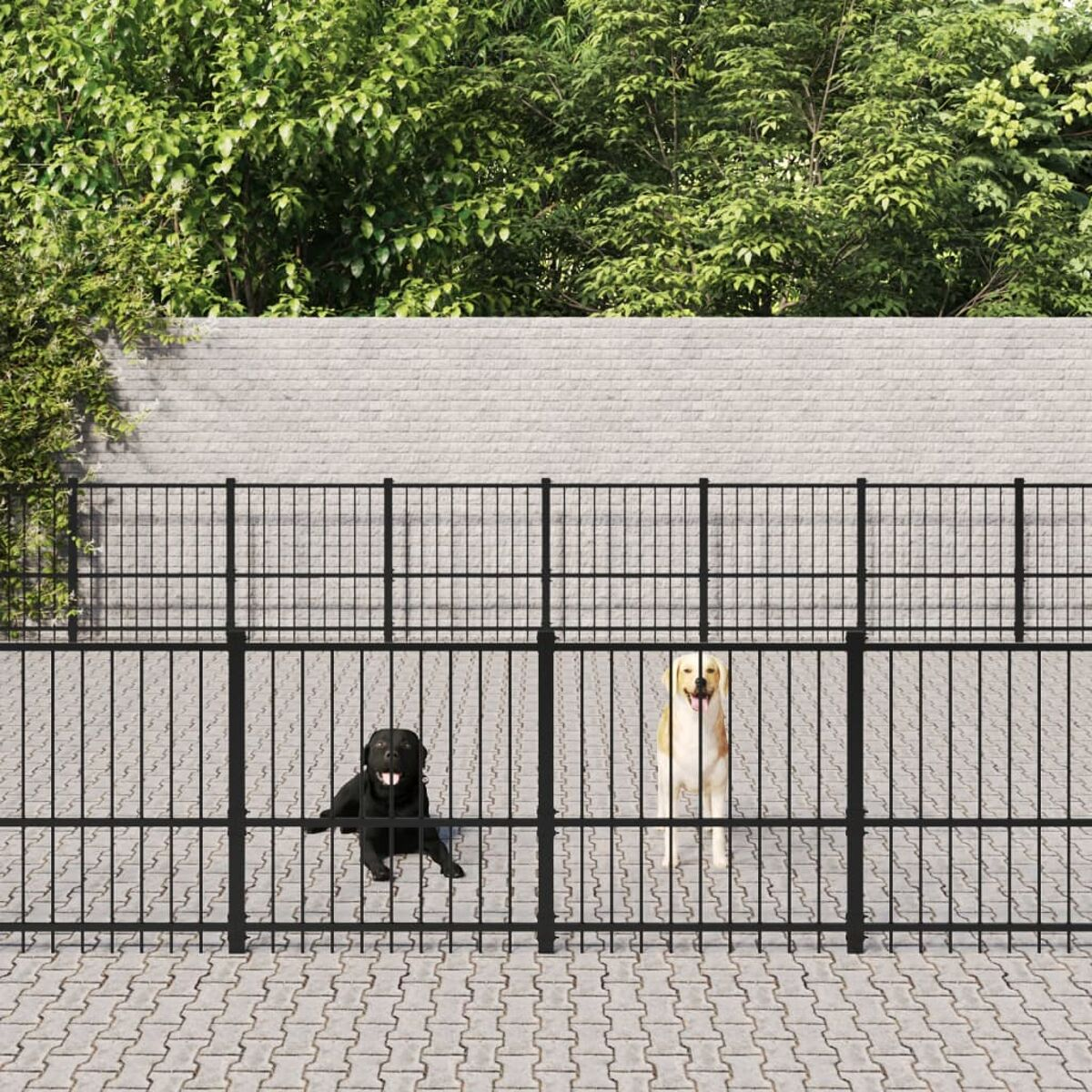 Zwei Hunde hinter einem schwarzen Metallzaun. Einer ist schwarz, der andere golden.