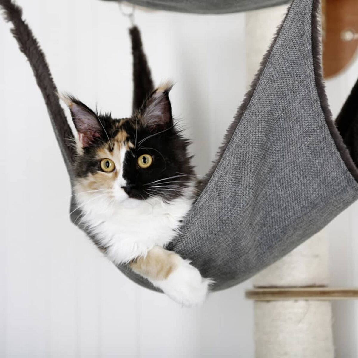 Schildpattkatze liegt in einer grauen Hängematte. Die Katze hat ein halb schwarzes und halb orangefarbenes Gesicht.